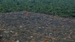 Greenpeace ha denunciado la importaci&oacute;n de algunas empresas espa&ntilde;olas de carne congelada procedente de la deforestaci&oacute;n producida por la expansi&oacute;n ganadera en el interior de espacios protegidos de Brasil.&nbsp;
