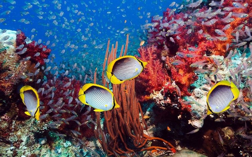 Estos corales marinos significan una importante fuente de atracción turística y pesca para la alimentación. (ARCHIVO)