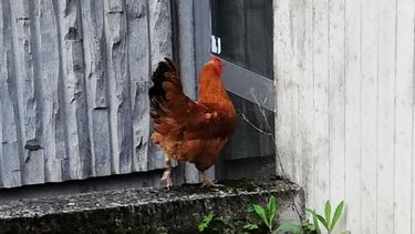 Fotografía de una gallina publicada por la&nbsp;Dirección de Policía de Neustadt, Alemania.