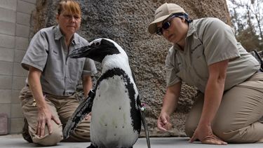 En esta imagen cortesía del San Diego Zoo Wildlife Alliance, las especialistas en el cuidado de vida silvestre Debbie Dention, a la izquierda, y Lara Jones, ven a un pingüino de nombre Lucas poner a prueba su nuevo calzado ortopédico en el Zoológico de San Diego.&nbsp;