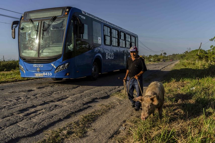 Un autobús avanza mientras un hombre regresa a casa con su cerdo por una carretera en Guanabo, al este de La Habana, Cuba, el miércoles 5 de abril de 2023. 