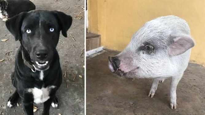 Hasta ahora se desconoce el paradero de Lola y Shadow.