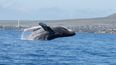 El 23 de julio es el Día Mundial de las Ballenas y los Delfines
