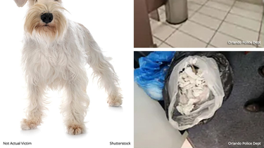 Lawrence enfrenta cargos por crueldad agravada contra animales tras un hecho ocurrido con su mascota en diciembre de 2024 en el Aeropuerto Internacional de Orlando.