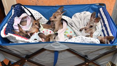 Peque&ntilde;os canguros y&nbsp;wallabies&nbsp;en un carrito mientras son atendidos&nbsp;en el Hospital de Vida Silvestre del Zool&oacute;gico de Australia, despu&eacute;s de perder a sus padres.