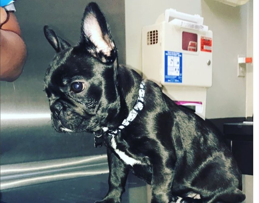 En la cuenta de Instagram del perro creada por sus dueñas, cientos de usuarios han expresado indignación por la muerte del animal.