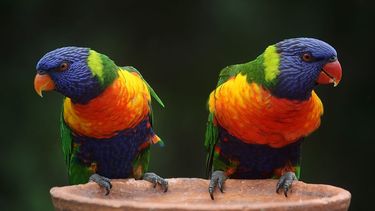 Un par de aves, loritos multicolores