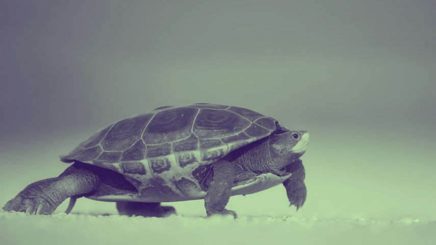 Descubren una tortuga con un huevo en las ruinas de Pompeya