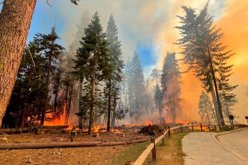 En esta imagen proporcionada por el Servicio de Parques Nacionales, un bombero camina cerca de Mariposa Grove mientras el incendio Washburn arde en el Parque Nacional de Yosemite