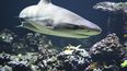 Más de un tercio de las especies de tiburones bajo amenaza