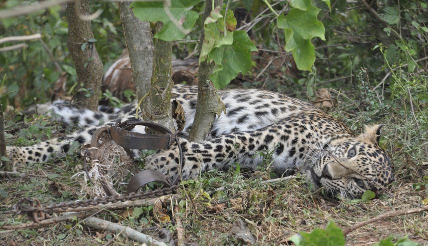 En esta imagen de noviembre de 2014 proporcionada por el Wildlife Trust of India, un leopardo en una trampa en un bosque de Karnataka, India.&nbsp;