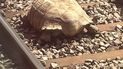 La gran tortuga herida ha sido retirada y todas las líneas están ahora reabiertas el operador de trenes Great Anglia