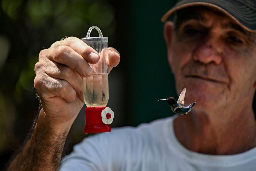 Bernabe Hernández alimenta a un colibrí Zunzuncito (Mellisuga helenae) con una mezcla de agua y azúcar en su patio trasero, al que bautizó como la Casa del Colibrí, el 5 de julio de 2024, en la aldea Palpite, Ciénaga de Zapata, provincia de Matanzas, Cuba.&nbsp;&nbsp;