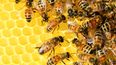 Las tasas actuales de desaparición de especies asociadas con la biodiversidad, incluyendo las abejas, son entre cien y mil veces más altas de lo normal debido a la actividad humana.