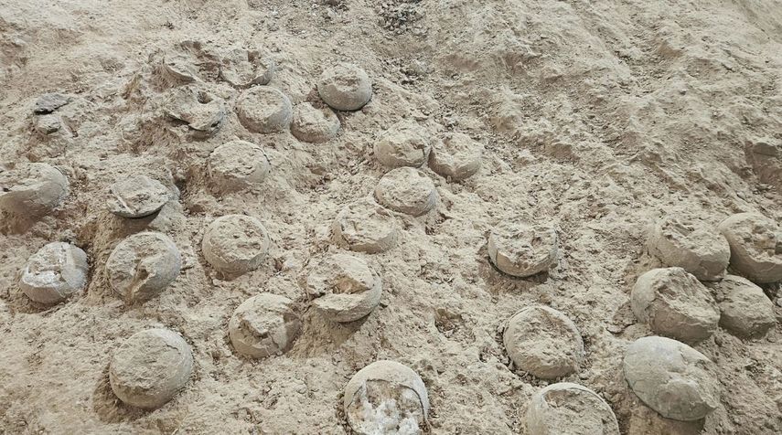Fósiles de huevos de dinosaurio cristalizados descubiertos en Shiyan, provincia de Hubei, en el centro de China.