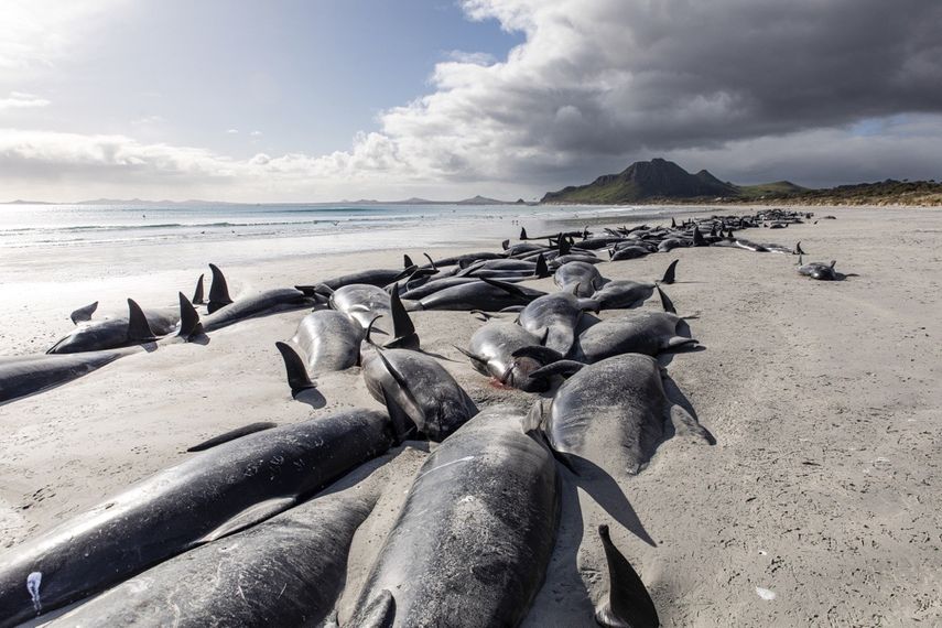 Un grupo de calderones se ve varado en la arena en Tupuangi Beach, en las Islas Chatham, Nueva Zelanda, el sábado 8 de octubre de 2022.&nbsp;