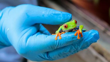Yesenia Talavera muestra una rana arborícola de ojos rojos (Agalychnis callidryas), en el zoológico de Fauna Exótica de Managua, Nicaragua &nbsp;