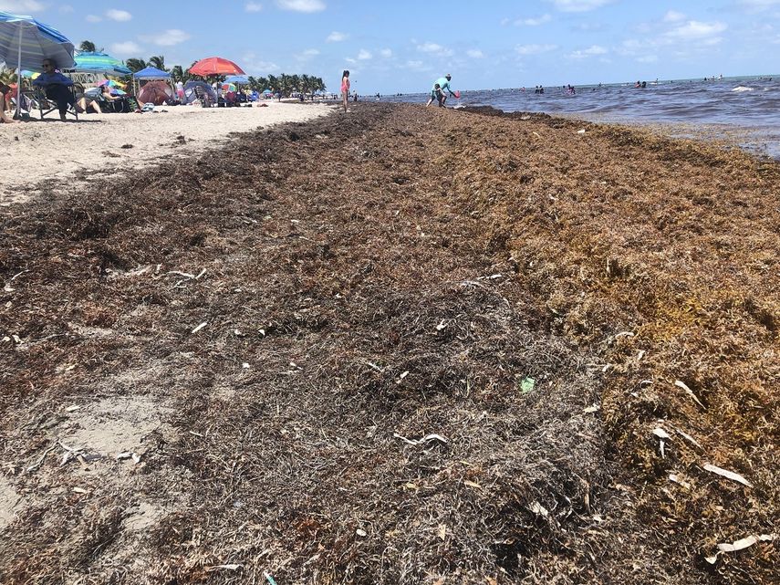 Una extensa franja de alga marina dificulta el paso de bañistas en Crandon Park, en Key Biscayne. 