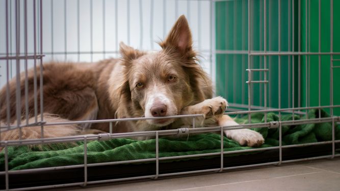 Mascota en jaula. Mascota en jaula.