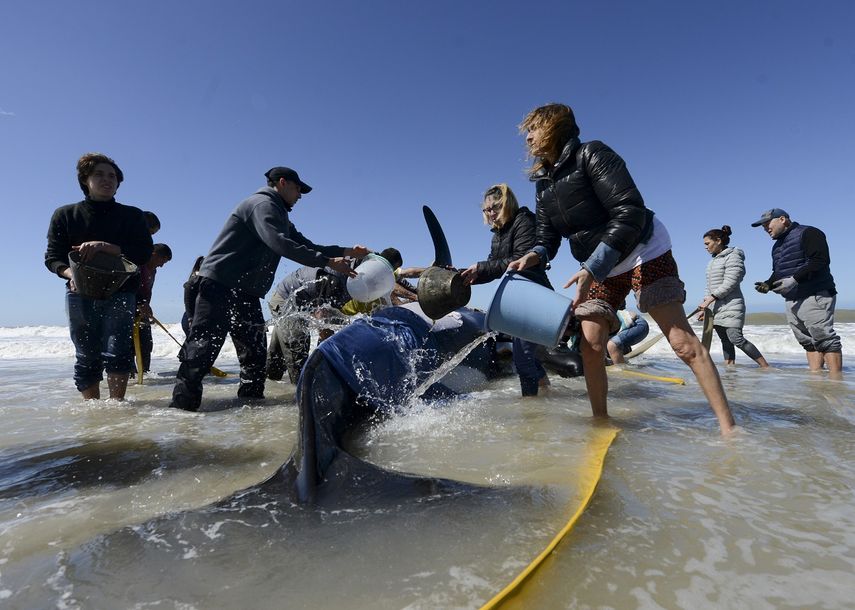 Rescatistas y voluntarios trabajan para devolver al mar una orca cerca de Mar Chiquita, Argentina, el lunes 16 de septiembre de 2019.