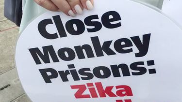 reclaman en miami cuidado para animales expuestos al zika