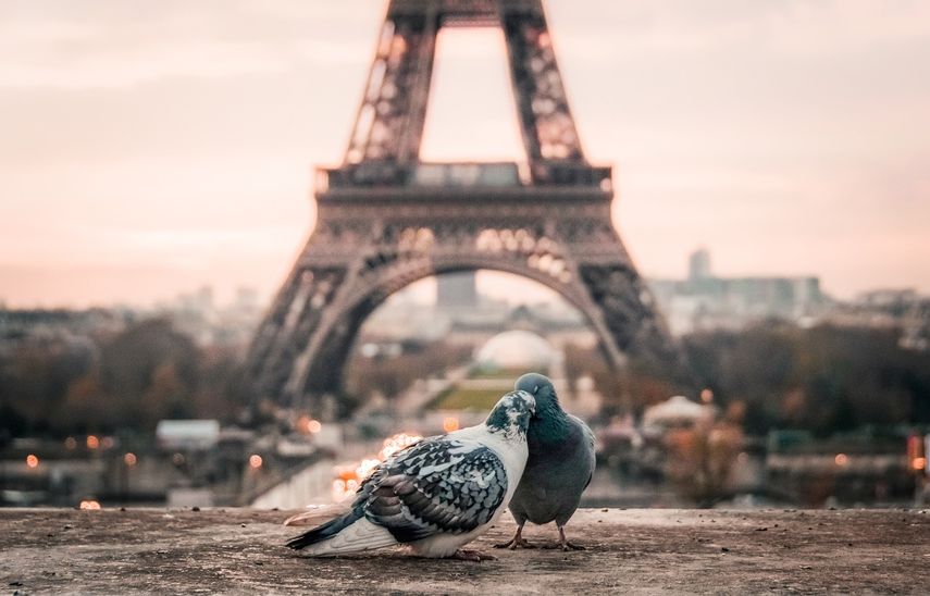 Dos palomas frente a la icónica Torre Eiffel, en París, Francia.&nbsp;