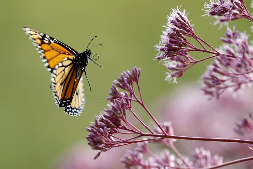 ARCHIVO - En esta fotografía del 28 de agosto de 2019, una mariposa monarca vuelta hacia una hierba Joe Pye, en Freeport, Maine.&nbsp;