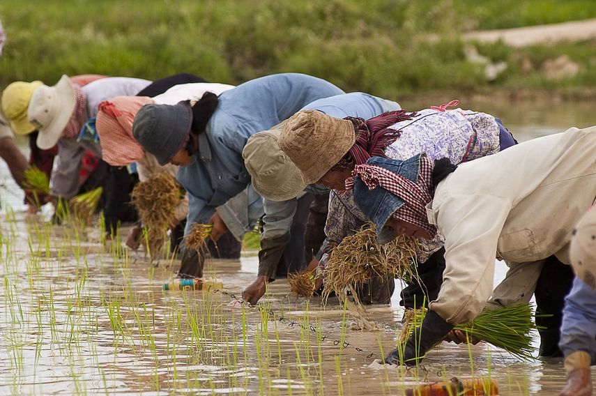 Los impactos de los fenómenos climáticos adversos en la producción de alimentos se han vuelto más frecuentes, lo que representa un peligro creciente de que se produzcan crisis alimentarias.