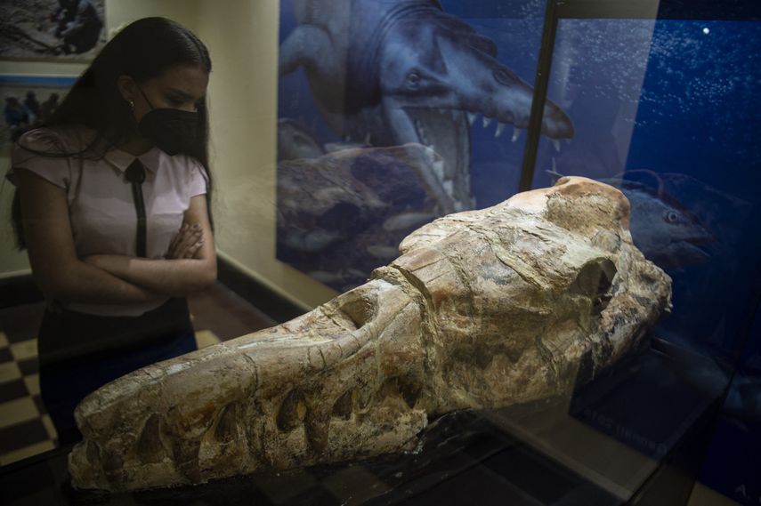 Identifican restos de una ballena de hace 36 millones de años