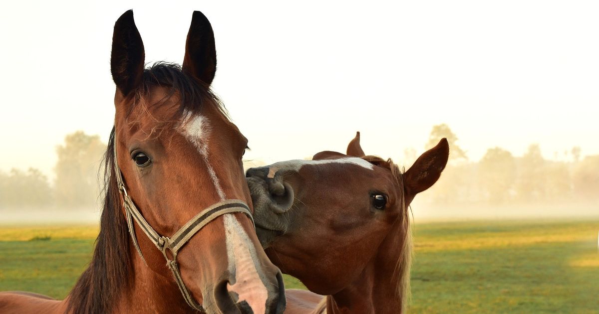 Alerta por rabia en Miami-Dade: se confirma un caso y piden vacunar a mascotas