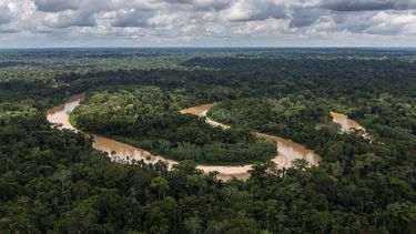 Los bosques tropicales pierden capacidad para absorber carbono