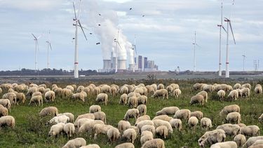  Un rebaño de ovejas pasta frente a una planta eléctrica a base de carbón en la mina Garzweiler de carbón el 16 de octubre de 2022, cerca de Luetzerath, en el oeste de Alemania. 