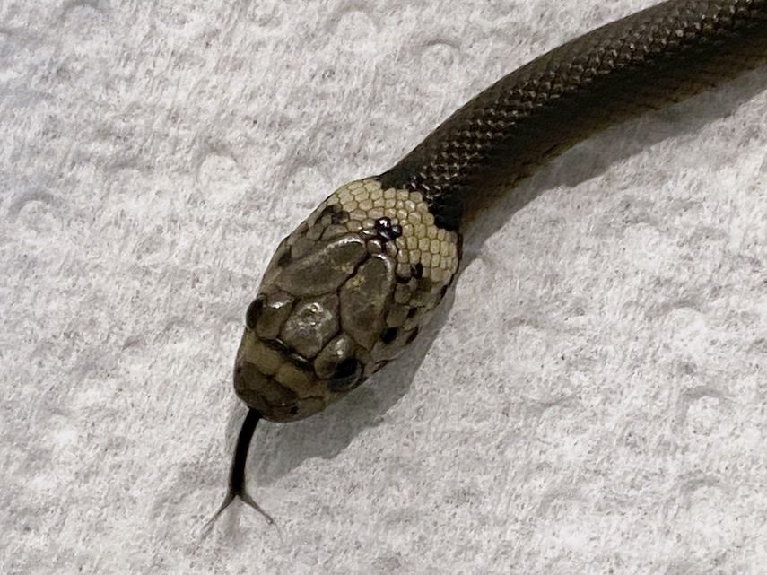 En esta foto provista por la organización de rescate Wildlife Information, Rescue and Education Service (WIRES) se ve una serpiente venenosa, en Sydney, el 15 de abril de 2021. la serpiente apareció en una bolsa de lechuga en un supermercado.&nbsp;