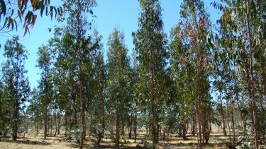 Si bien la vegetación nativa de la zona centro y sur de Chile también puede quemarse, la concentración de biomasa en las plantaciones de pino y eucalipto es muy elevada.&nbsp;