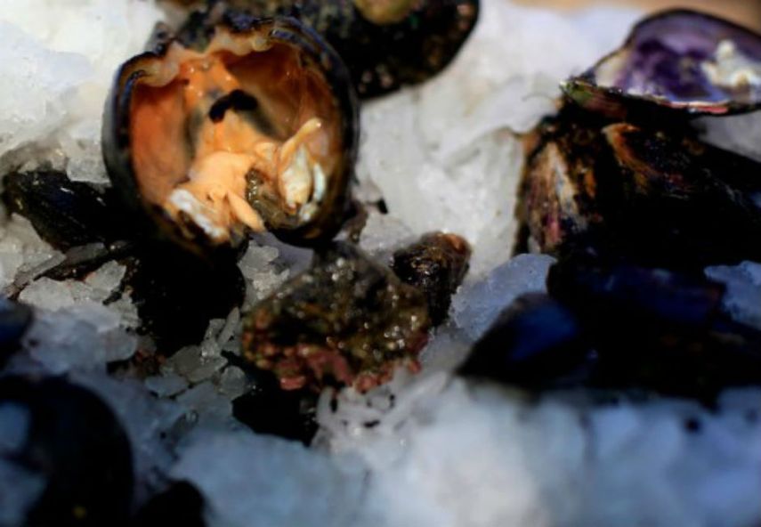 También se informó que cuatro perros habrían muerto por comer carne de mariscos contaminados, a la orilla del mar en Bahía Mansa, Provincia de Osorno (CORTESÍA)