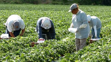 Fotografía de archivo fechada en marzo de 2007 en la que se ve a un grupo de mujeres, que no quisieron identificarse, trabajan en la recogida de fresas en un campo agrícola del sur de la Florida.