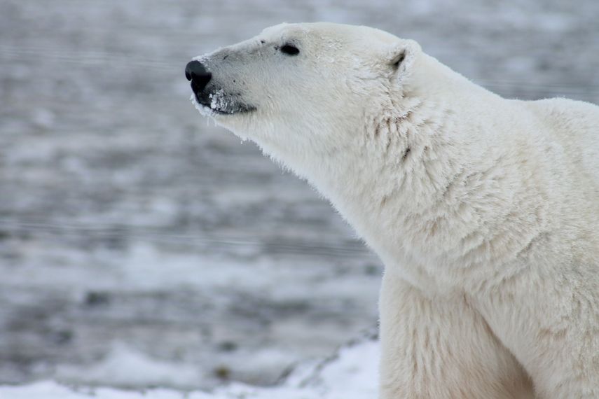 Condenan a muerte a problemático oso polar de Groenlandia