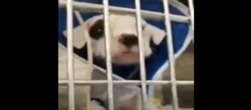 Los cuatro cachorros están luchando por sus vidas.