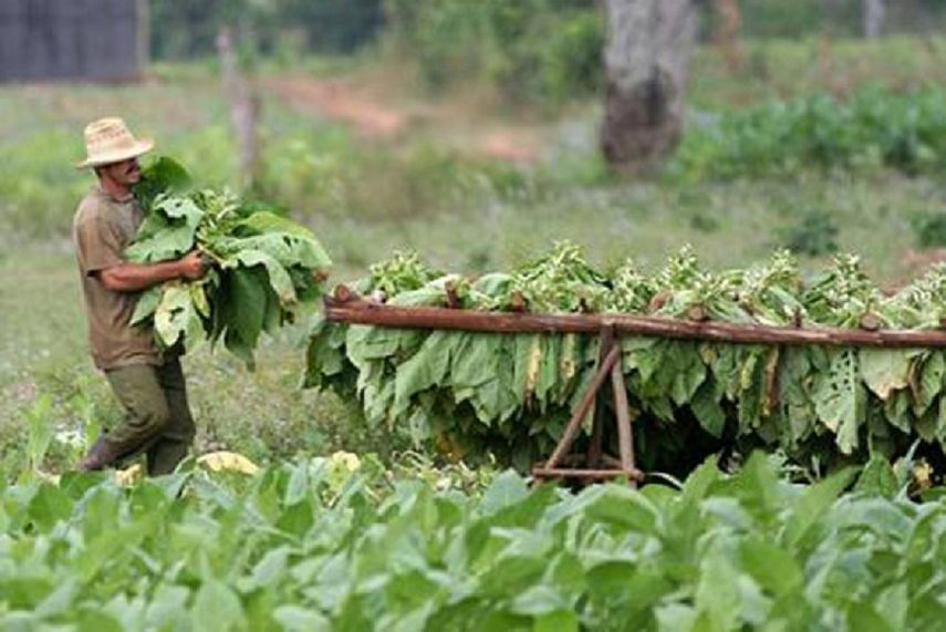 El Sindicato Nacional Tabacalero tiene más de 47.000 afiliados.