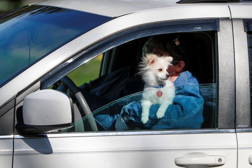 &nbsp; Un conductor sostiene a su perro en uno de los veh&iacute;culos formados para recibir alimento para perro o gato en el acceso al campus de Animal Friends el s&aacute;bado 11 de abril de 2020 en Ohio Township, Pensilvania.&nbsp;