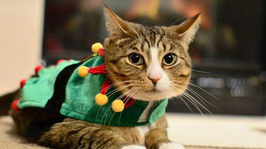 La gente en Portland y sus alrededores habían buscado a Camo después de que su inusual desaparición cobrara notoriedad. AP