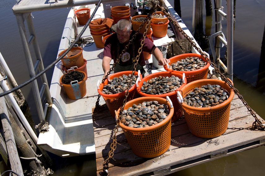 Un criador de almejas retira su cosecha de un barco en Cedar Key. Un criador de almejas retira su cosecha de un barco en Cedar Key.