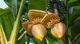 Chiquita Panamá señaló que por efecto de la huelga más de 900.000 cajas de banano no se pudieron exportar (imagen referencial)