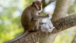 Especie de mono macaco cangrejero.