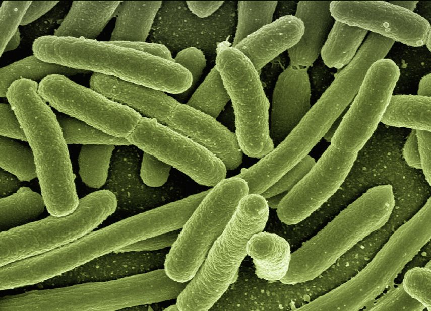 koli-bacteria-123081_1920.jpg