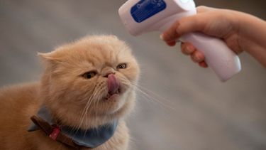 En esta imagen del viernes 8 de mayo de 2020, el propietario de una cafeter&iacute;a con gatos toma la temperatura de uno de sus gatos en Bangkok.&nbsp;