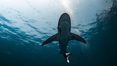 Florida es el epicentro de los ataques de tiburón, según un informe