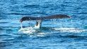 Imagen referencial de una ballena. Imagen referencial de una ballena.