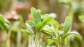 Primera observación de cómo beben agua las plantas en tiempo real Primera observación de cómo beben agua las plantas en tiempo real