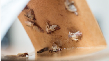 El atrapapolillas le ayudará a saber si la cocina ya está libre de estos insectos.&nbsp;